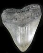 Fossil Megalodon Tooth - South Carolina #24412-1